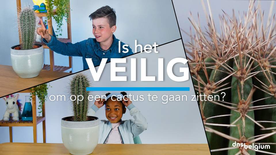 Video: is het veilig om op een cactus te gaan zitten?